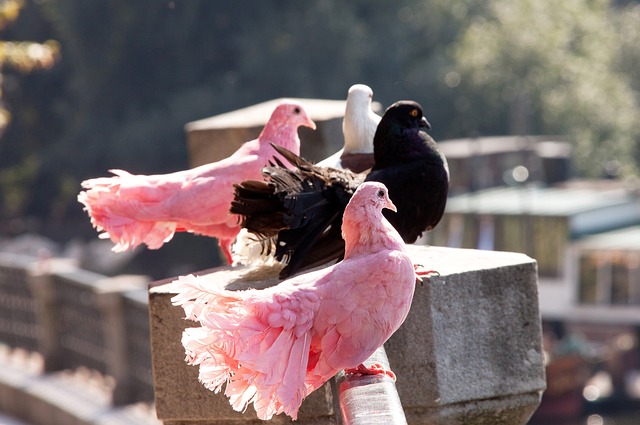 伍仍有机会 伍仍有机会
