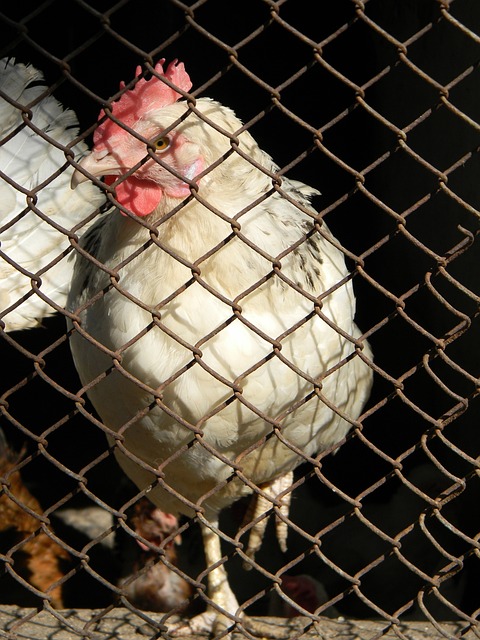 在这场黎明 在这场黎明